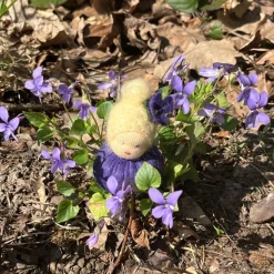 Veilchen Mini - Blumenkind - Jahreszeitentisch - Frühling