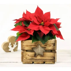 Vintage Blumenkiste Weihnachtsgeschenk Rustikale Holzkiste mit Stern Obstkiste für Blumen Geschenkkiste Blumentopf aus Holz Weihnachtsstern