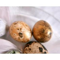 Wachteleier, Ostereier Osterdeko