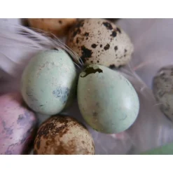 Wachteleier, Ostereier Osterdeko